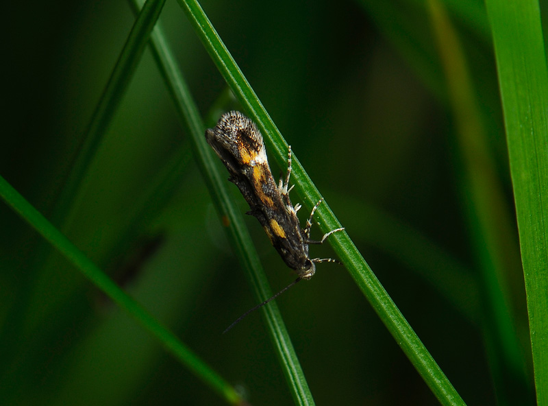0876   Mompha raschkiella  052.jpg