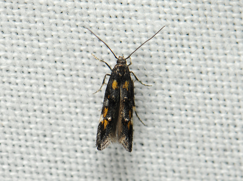 0876   Mompha raschkiella  225.jpg