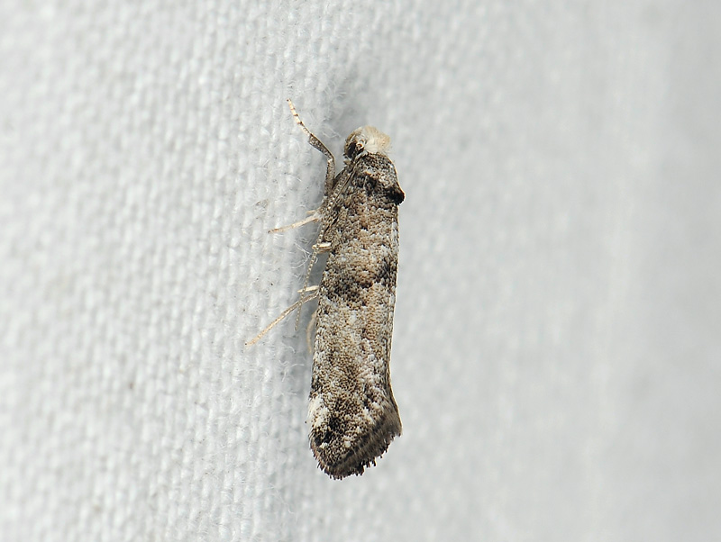 0426   Paraswammerdamia lutarea  079.jpg