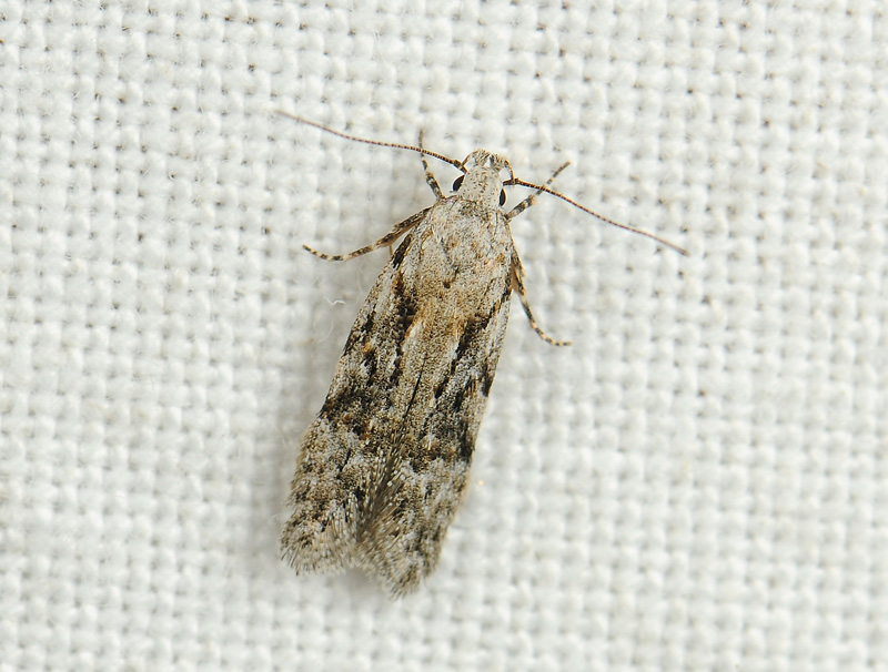 0991   Carpatolechia fugitivella  137.jpg