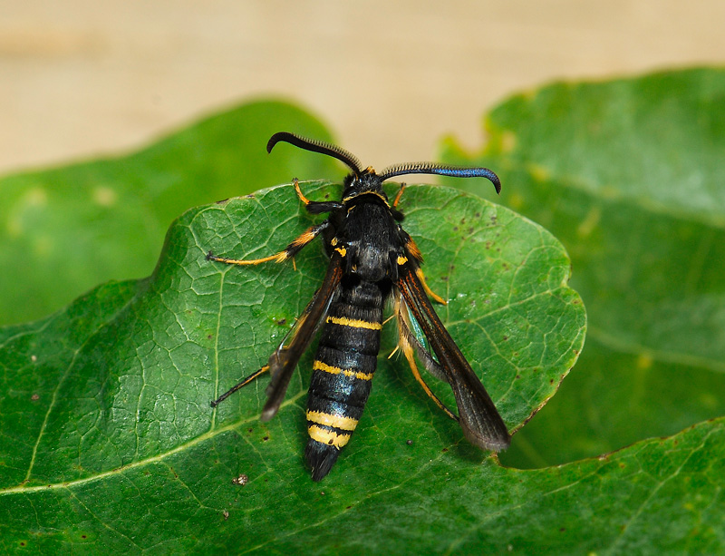 1154   Paranthrene tabaniformis  197.jpg