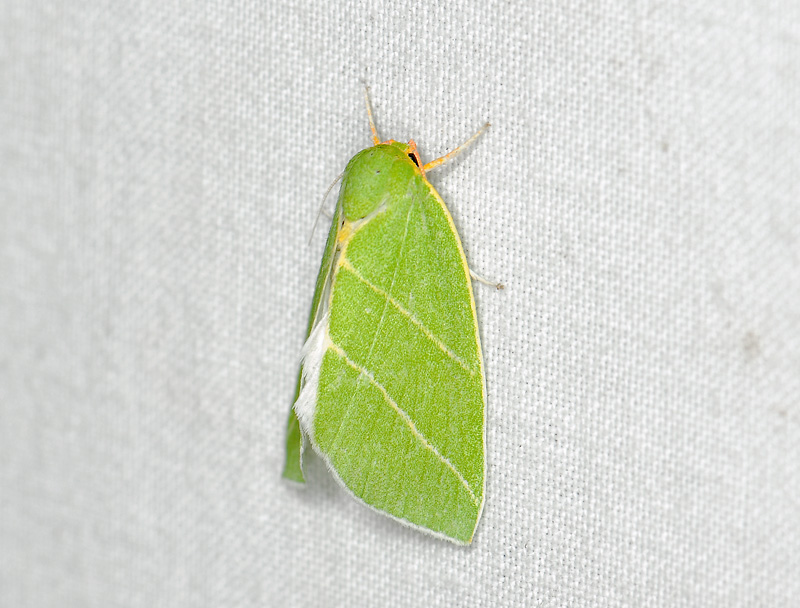 3091   Bena bicolorana  016.jpg