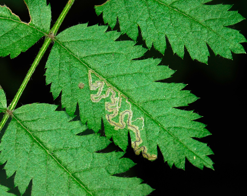 0051   Stigmella magdalenae  119.jpg