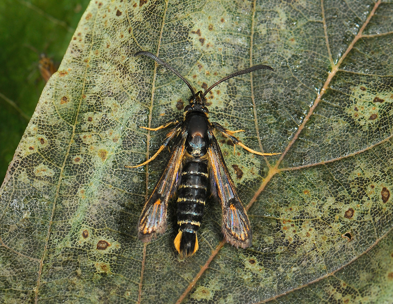 1166   Bembecia ichneumoniformis  178.jpg