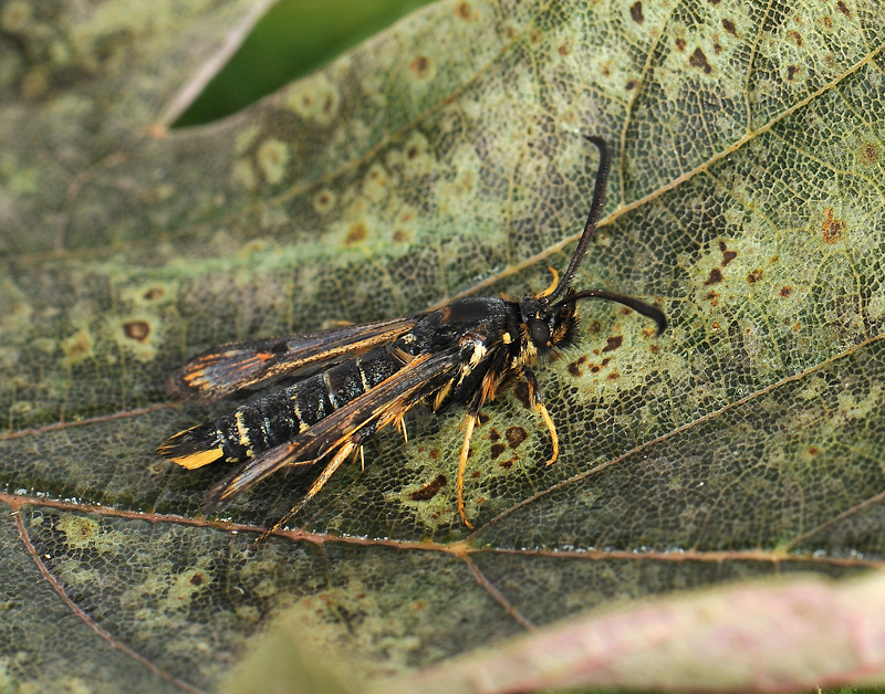 1166   Bembecia ichneumoniformis  183.jpg