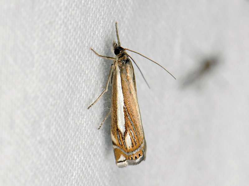 1813   Crambus ericella  083.jpg