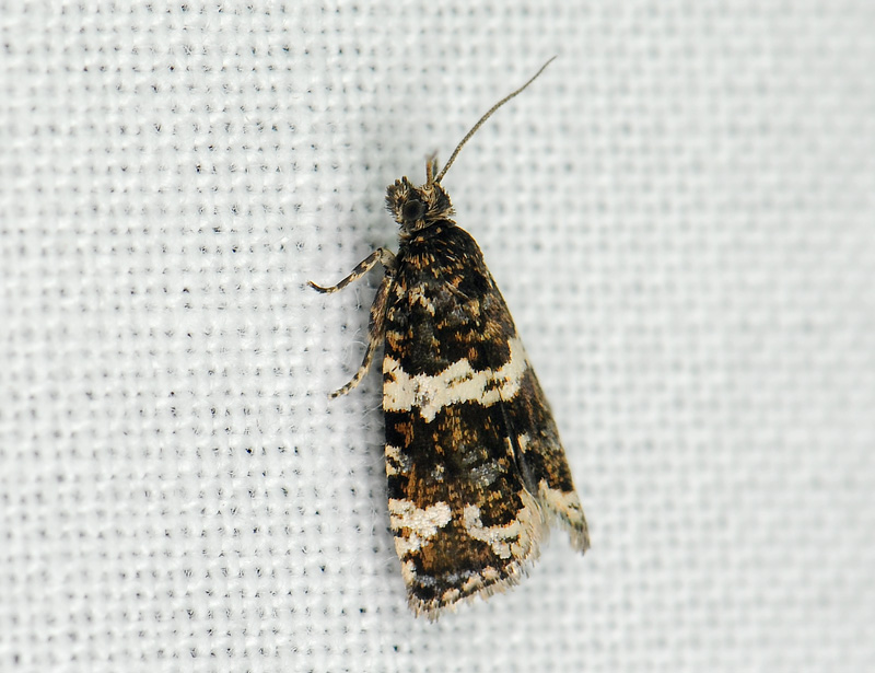 1388   Celypha tiedemanniana  092.jpg