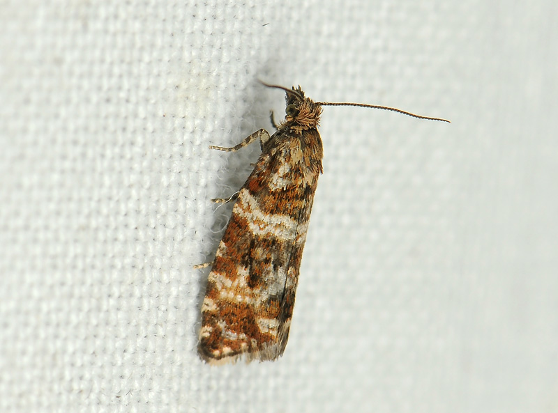 1401   Phiaris palustrana  081.jpg