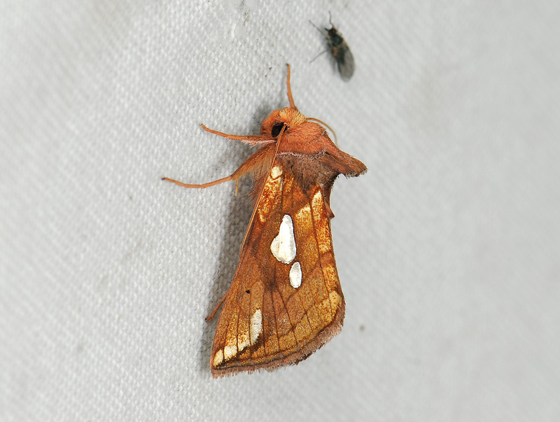 2643   Plusia putnami  099.jpg