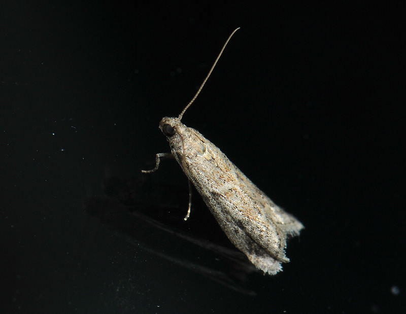 1782   Ephestia elutella  195.jpg