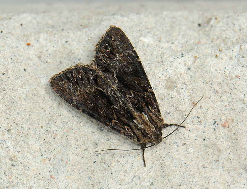 2833   Apamea monoglypha  039.jpg