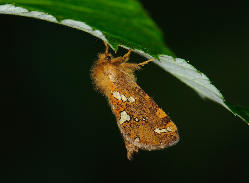 0026   Phymatopus hecta  226.jpg