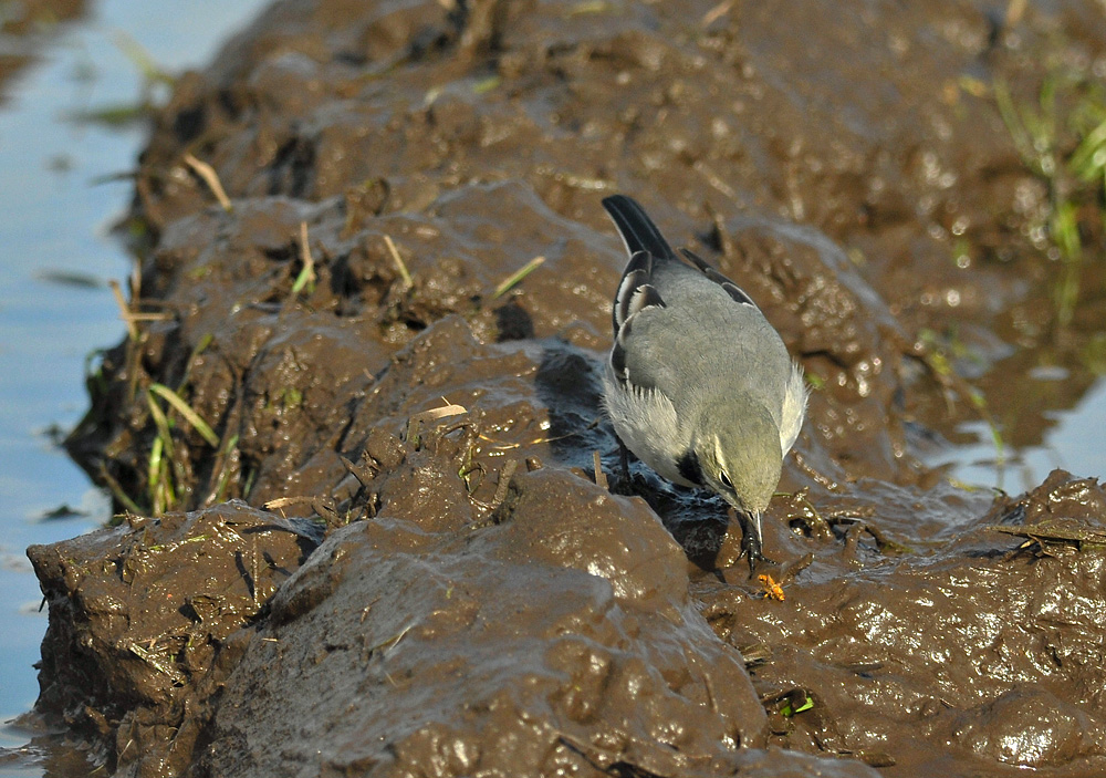 White Wagtail  044.jpg