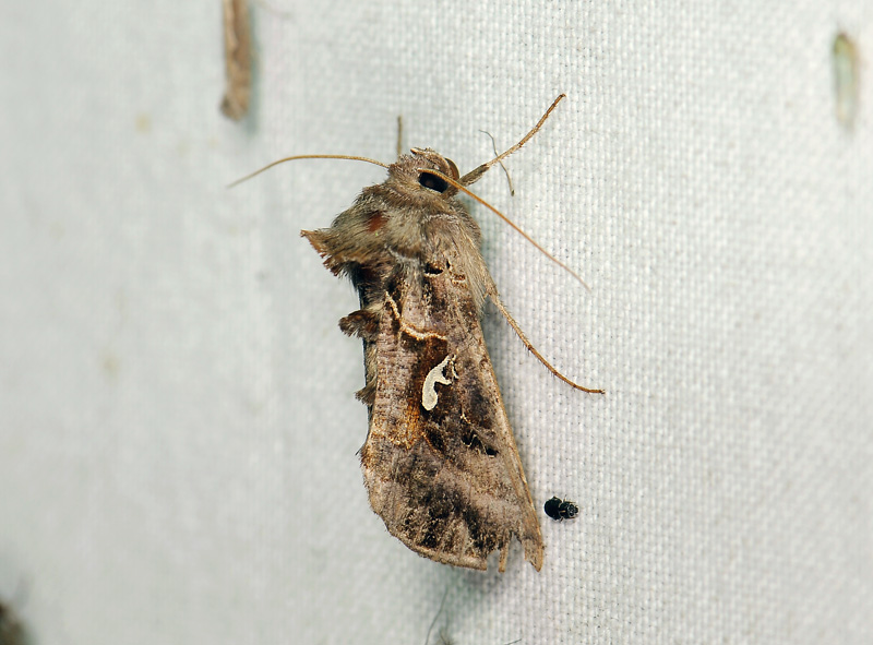 2646   Autographa mandarina  098.jpg