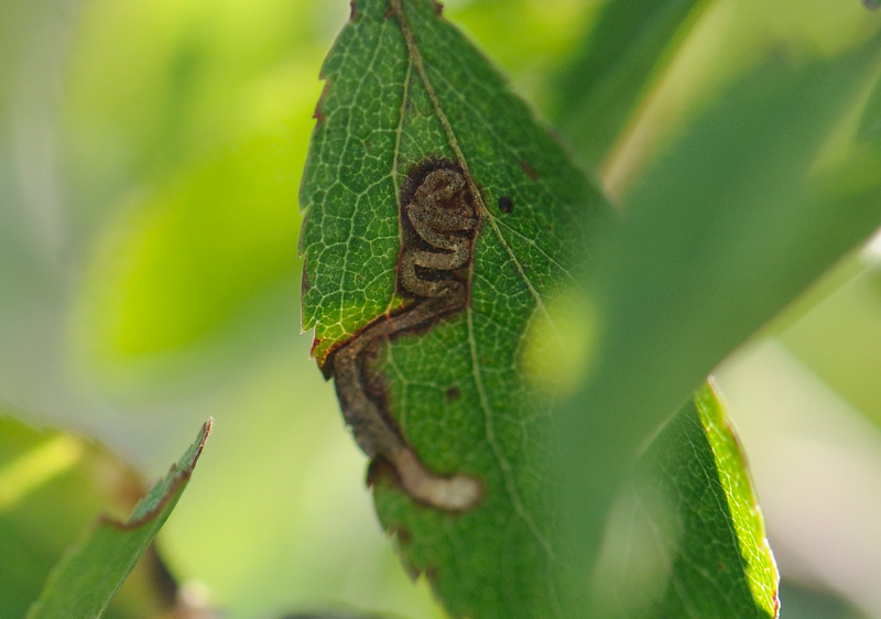 0041   Stigmella prunetorum  087.jpg