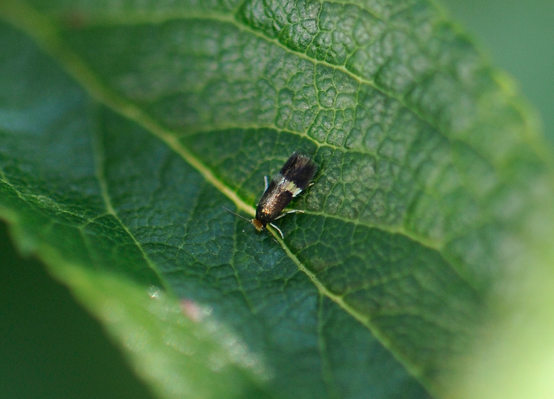 0068   Stigmella plagicolella  090.jpg