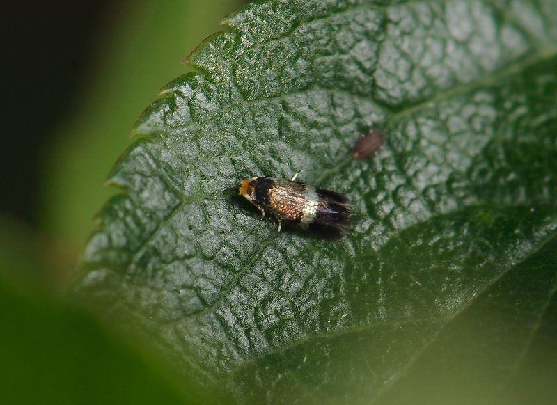 0068   Stigmella plagicolella  099.jpg