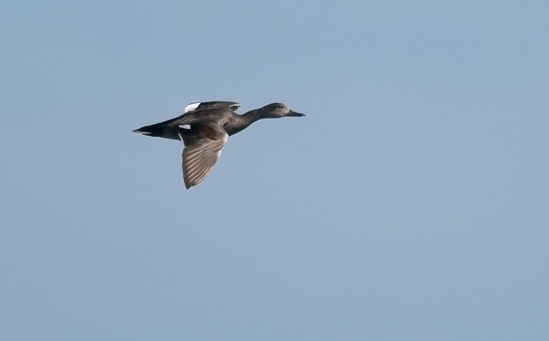 Gadwall  2278.jpg