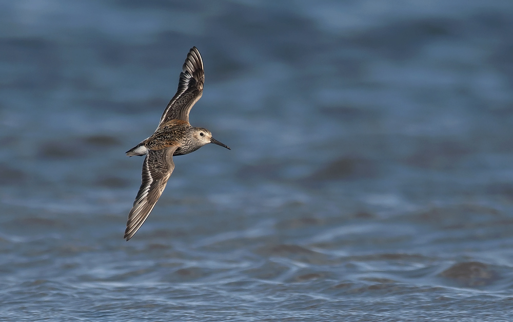 Dunlin  6432.jpg