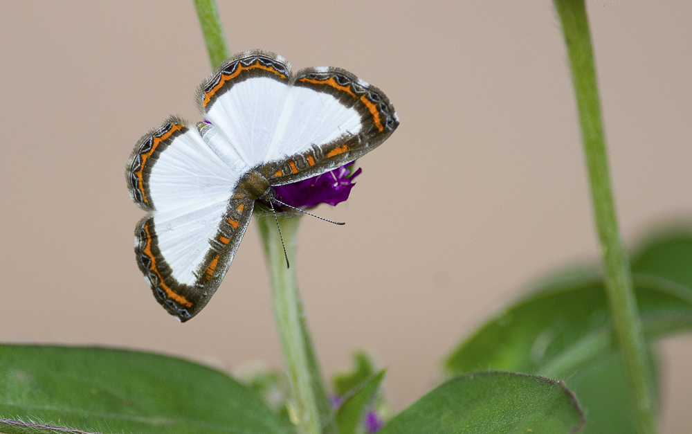 Butterfly  6101.jpg