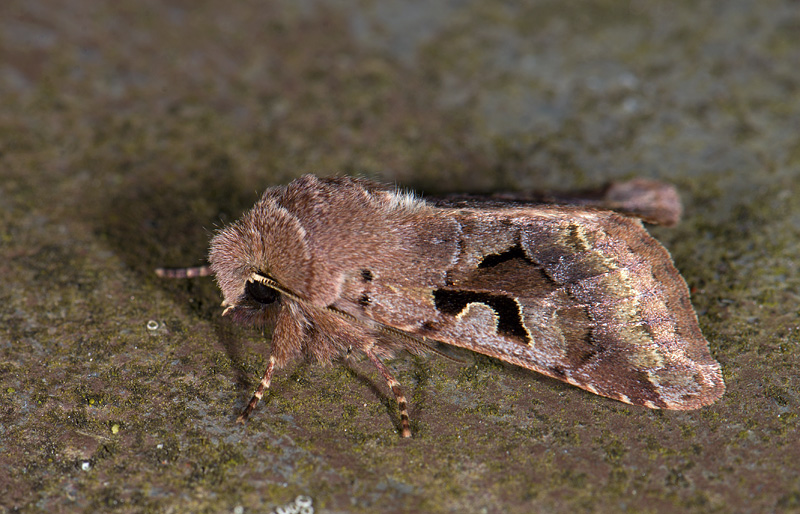 2740  Orthosia gothica   2965.jpg