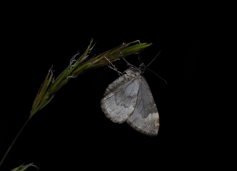 2378   Dysstroma truncata  2673.jpg