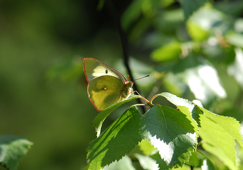 2027   Colias palaeno  2298.jpg