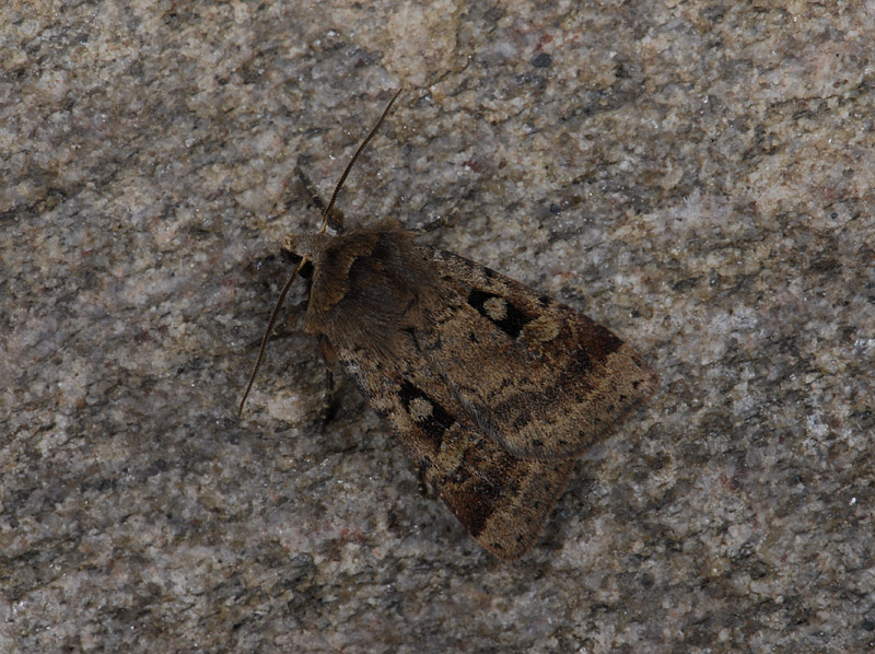 3022   Diarsia mendica  1666.jpg