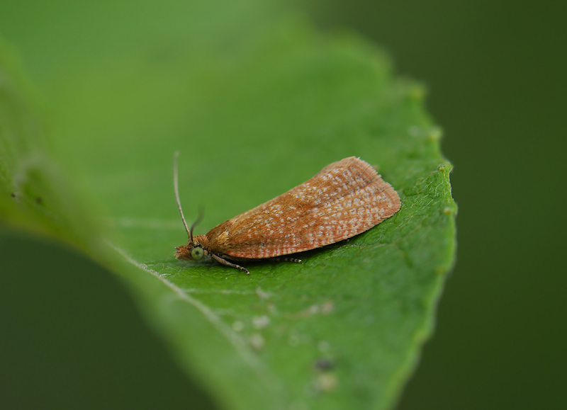 1383   Celypha rufana  1107.jpg