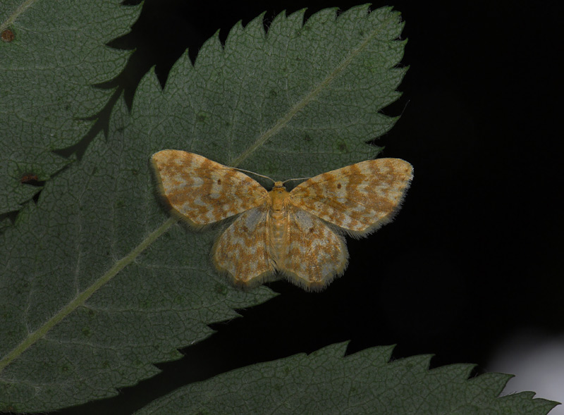 2506   Hydrelia flammeolaria  0837.jpg