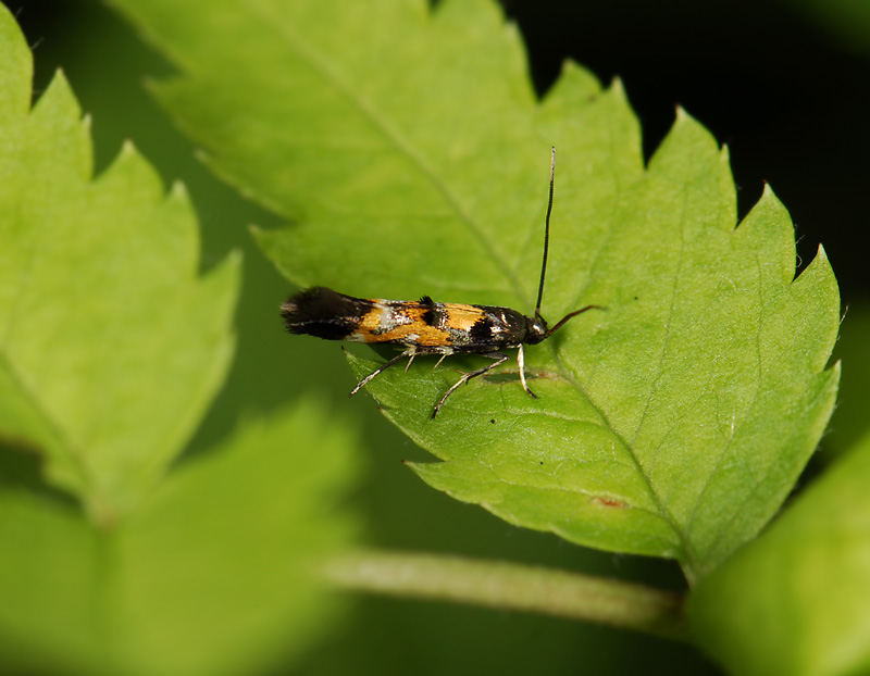 0875   Mompha locupletella  2876.jpg