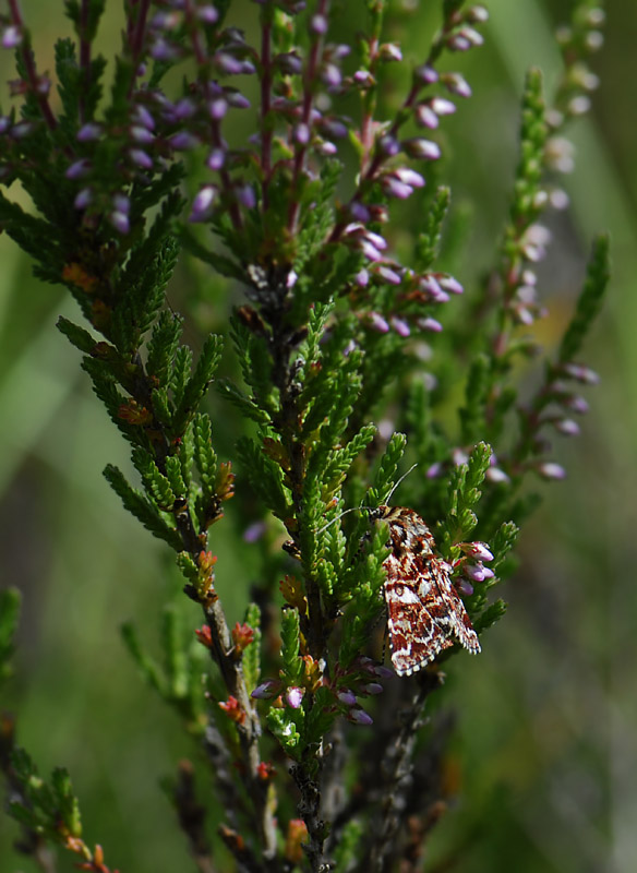2903   Anarta myrtilli  3290.jpg