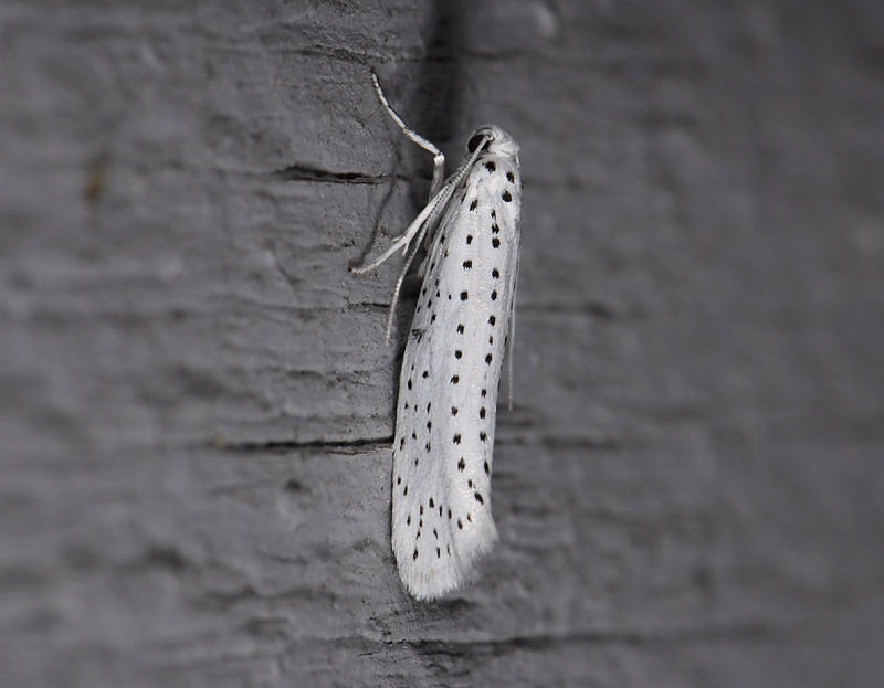 0405   Yponomeuta evonymella  3590.jpg