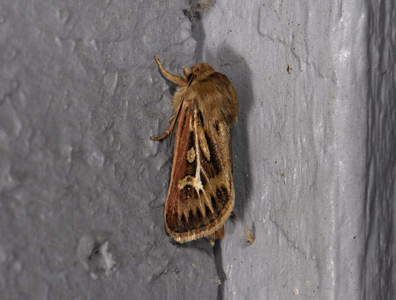 2946   Cerapteryx graminis  3703.jpg