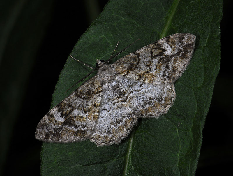 2236   Alcis repandata  3706.jpg