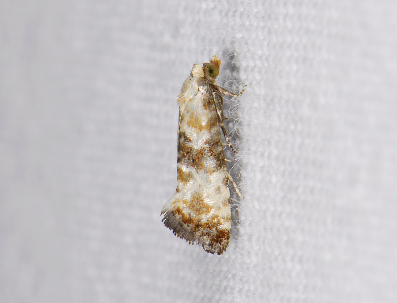 1200   Eupoecilia angustana  3769.jpg