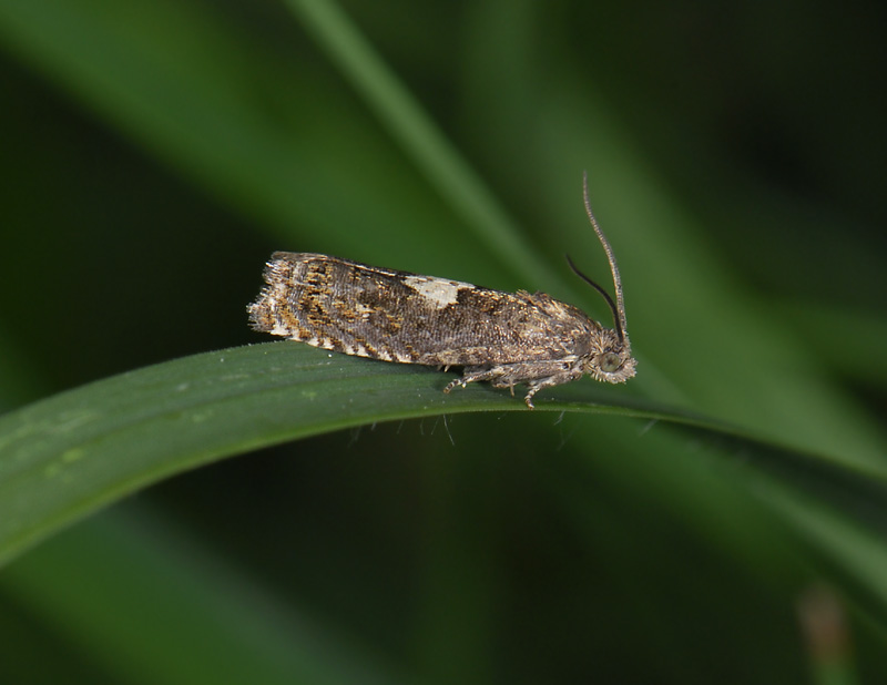 1498   Epiblema sticticana  2574.jpg