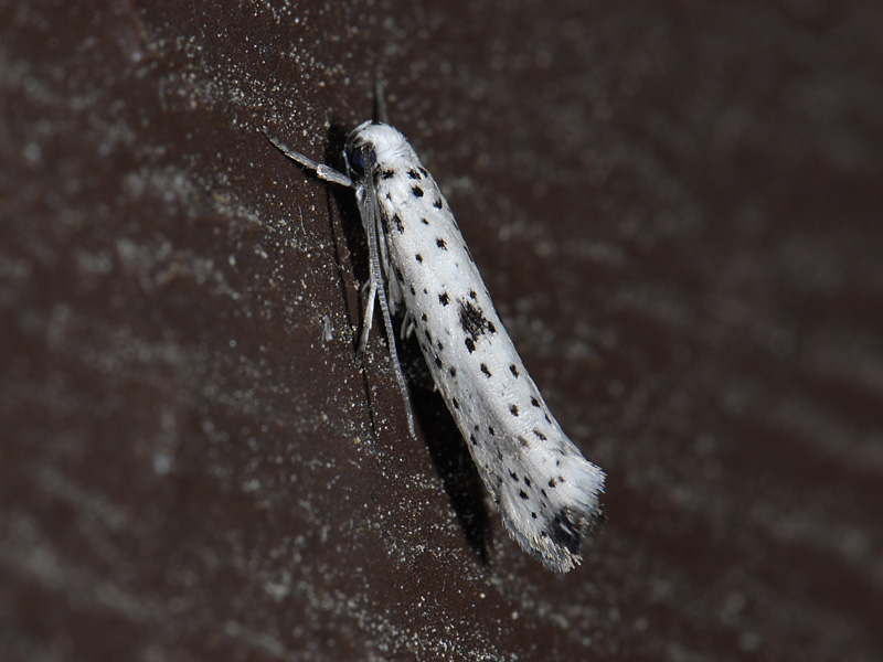 0411   Yponomeuta plumbella  4179.jpg