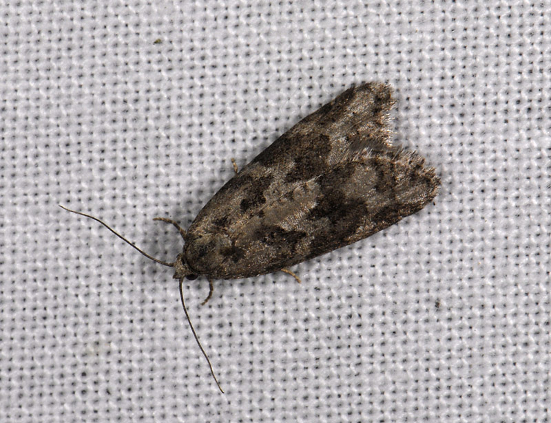 1282   Cnephasia stephensiana  4192.jpg