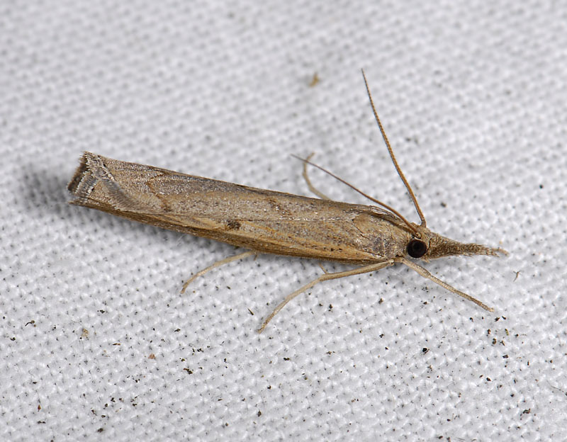 1845   Pediasia contaminella  4215.jpg