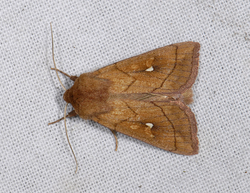 2952   Mythimna conigera  4210.jpg