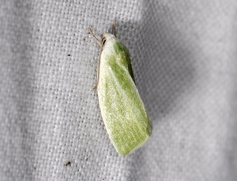 3094   Earias clorana  4219.jpg