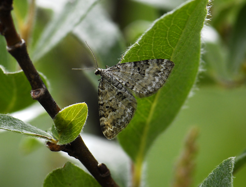 2426   Perizoma minorata  6512.jpg