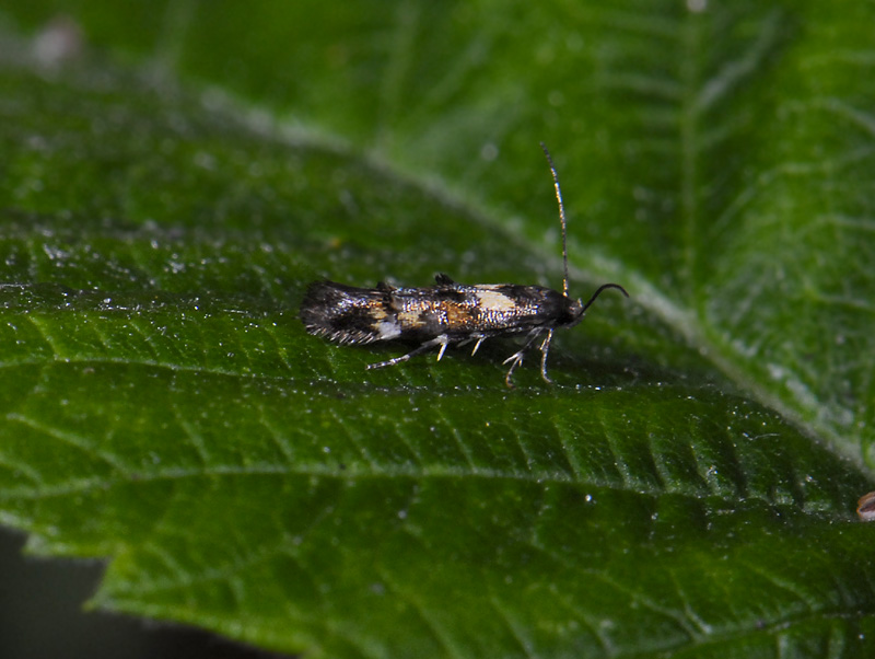 0876   Mompha raschkiella  5984.jpg