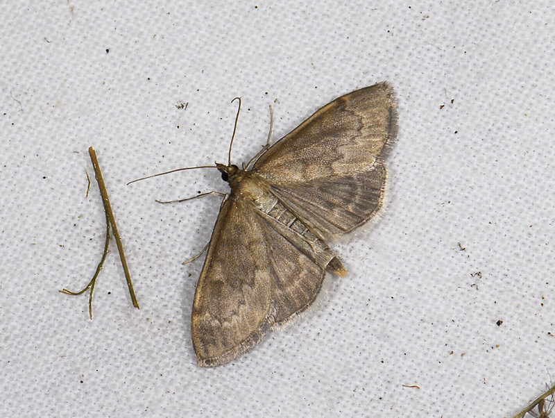1887   Opsibotys fuscalis  5833.jpg