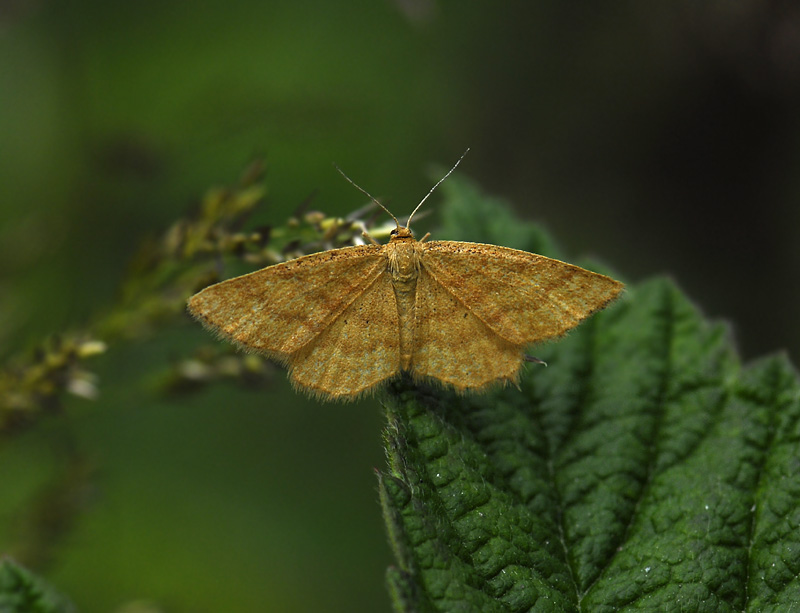 2307   Idaea serpentata  5550.jpg