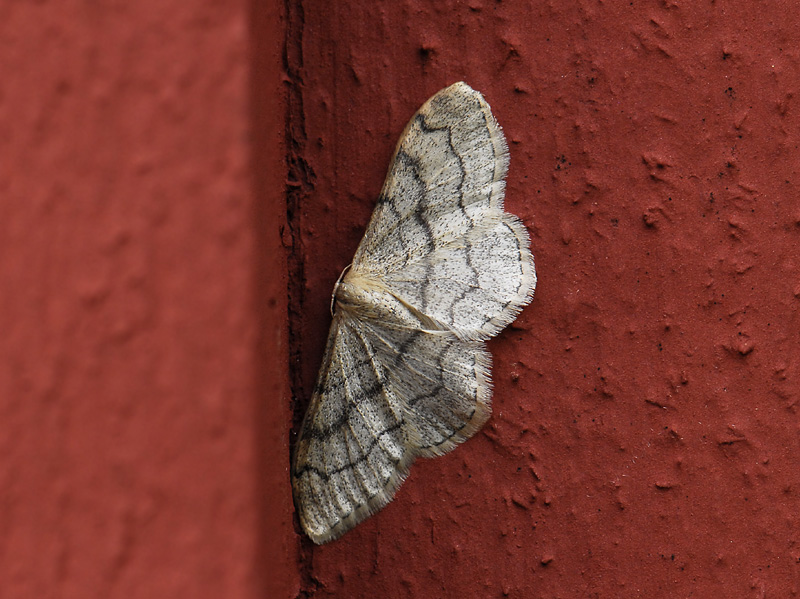 2319   Idaea aversata  5751.jpg