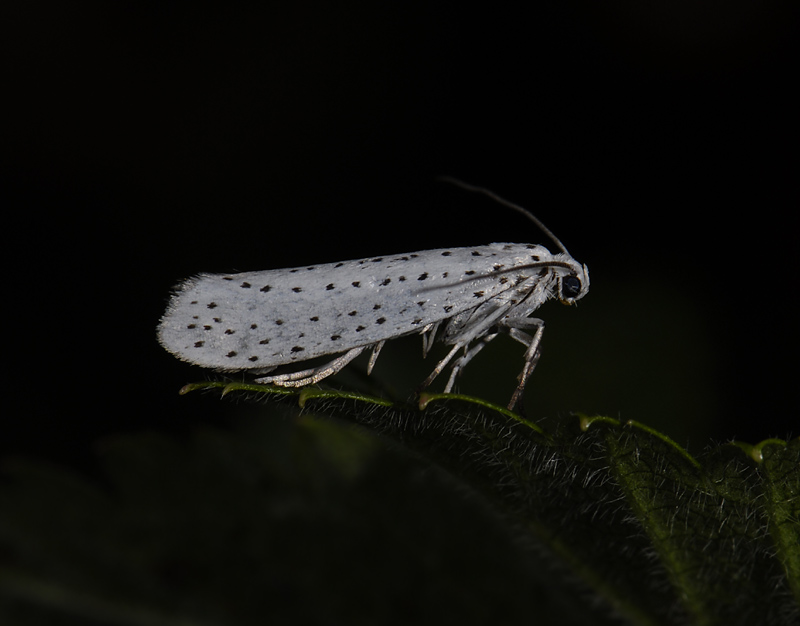 0405   Yponomeuta evonymella  5201.jpg