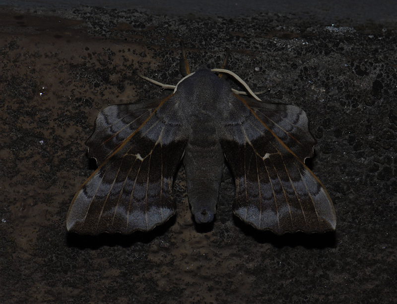 1964   Laothoe populi  5199.jpg