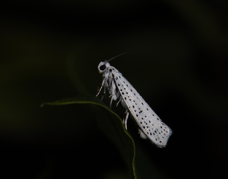 0405   Yponomeuta evonymella  5204.jpg